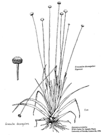   Eriocaulon decangulare ; drawing © University of Florida/IFAS Center for Aquatic and Invasive Plants, used with permission 