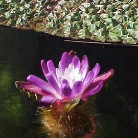   Euryale ferox  flower and leaf; photo © K. Knotts 