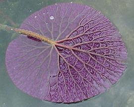   Euryale ferox  floating leaf, underside; photo © K. Knotts 