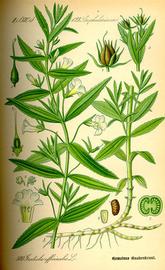   Gratiola officinalis ; plate: Prof. Dr. Otto Wilhelm Thomé "Flora von Deutschland Österreich und der Schweiz" © 1999 K. Stüber 