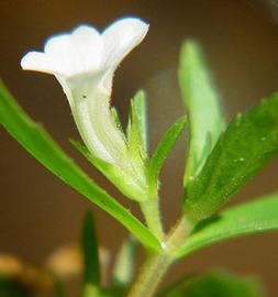   Gratiola virginiana  flower; photo © D. Tenaglia 