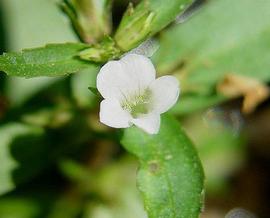   Gratiola virginiana  flower; photo © D. Tenaglia 