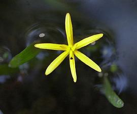   Heteranthera dubia  flower; photo © C.S. Lewallen 