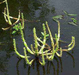   Hottonia inflata  inflorescences, floating; photo © C.S. Lewallen 