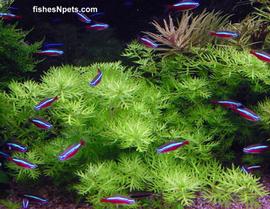   Hottonia palustris , submersed; photo © FishesNpets 