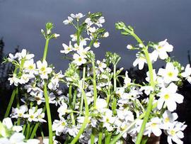   Hottonia palustris  inflorescences; photo © Werner Wallner 