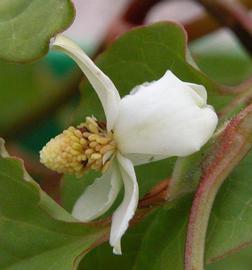   Houttuynia cordata  inflorescence; photo: S.L. Winterton 