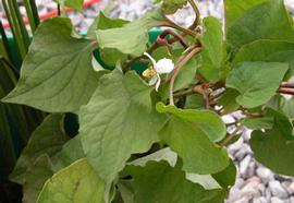   Houttuynia cordata ; photo: S.L. Winterton 