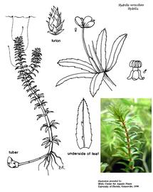   Hydrilla verticillata ; drawing © University of Florida/IFAS Center for Aquatic and Invasive Plants, used with permission 