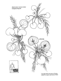   Hydrocharis morsus-ranae ; drawing © University of Florida/IFAS Center for Aquatic and Invasive Plants, used with permission 