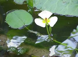   Hydrocleys   nymphoides  leaf and flower; photo © K. Stüber 