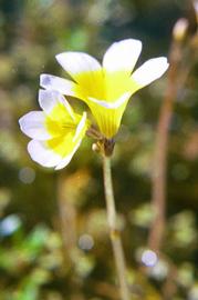   Hydrotriche hottoniiflora  flowers; photo © R. Olesen 