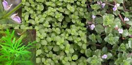   Hygrophila difformis , submersed (lower left), emersed, and flowers; photo: S.L. Winterton 