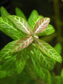   Hygrophila polysperma  'Rosanervig'; photo: S.L. Winterton 