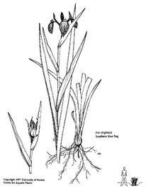   Iris virginica ; drawing © University of Florida/IFAS Center for Aquatic and Invasive Plants, used with permission 