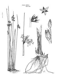   Juncus effusus ; drawing © University of Florida/IFAS Center for Aquatic and Invasive Plants, used with permission 