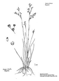   Juncus elliottii ; drawing © University of Florida/IFAS Center for Aquatic and Invasive Plants, used with permission 