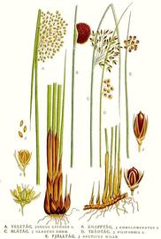   Juncus  spp.; plate: C.A.M. Lindman "Bilder ur Nordens Flora" (1901-1905) © 1999 Gerhard Keuck 