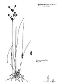   Juncus megacephalus ; drawing © University of Florida/IFAS Center for Aquatic and Invasive Plants, used with permission 