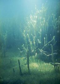   Lagarosiphon major , submersed; photo John Clayton, © National Institute of Water & Atmospheric Research, New Zealand (NIWS) 