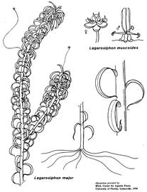   Lagarosiphon major, L. muscoides ; drawing copy; University of Florida/IFAS Center for Aquatic and Invasive Plants, used with permission 