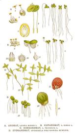   Spirodela polyrrhiza  (lower right); plate: C.A.M. Lindman "Bilder ur Nordens Flora" (1901-1905) © 1999 Gerhard Keuck 