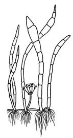   Lilaeopsis carolinensis , emersed, with inflorescence; drawing: S.L. Winterton 