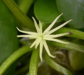   Limnobium laevigatum  flower; photo: S.L. Winterton 