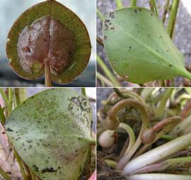   Limnobium spongia , undersides of leaves, reflexed flower pedicels after flowering (lower right); photos: S.L. Winterton 