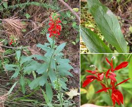   Lobelia cardinalis , emersed, North Carolina; photos: S.L. Winterton 