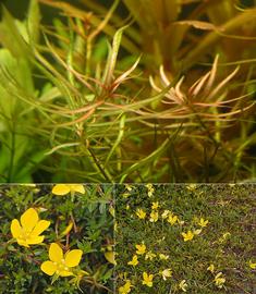   Ludwigia arcuata , submersed (top), emersed flowering (bottom); photos: S.L. Winterton 