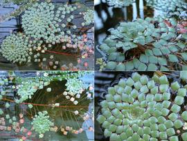   Ludwigia sedioides , floating; photos: S.L. Winterton 