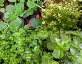   Micranthemum umbrosum , submersed (upper right); all others emersed; flower (lower right); photos: S.L. Winterton 