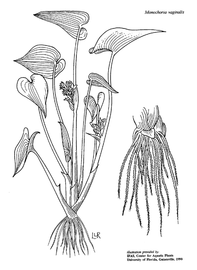   Monochoria vaginalis ; drawing © University of Florida/IFAS Center for Aquatic and Invasive Plants, used with permission 