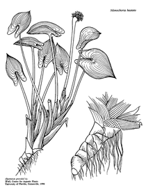   Monochoria hastata ; drawing © University of Florida/IFAS Center for Aquatic and Invasive Plants, used with permission 