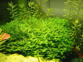   Monosolenium tenerum , submersed; photo © Tropica 