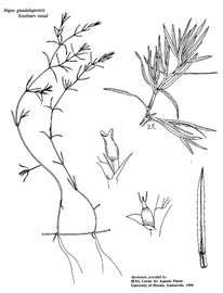   Najas guadalupensis ; drawing © University of Florida/IFAS Center for Aquatic and Invasive Plants, used with permission 