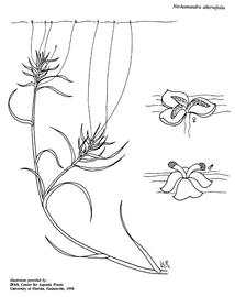   Nechamandra alternifolia ; drawing © University of Florida/IFAS Center for Aquatic and Invasive Plants, used with permission 