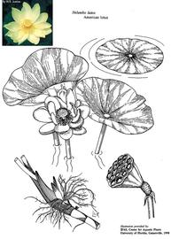   Nelumbo lutea ; drawing © University of Florida/IFAS Center for Aquatic and Invasive Plants, used with permission; inset photo © W. Justice (Smithsonian Institution) 