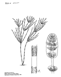   Nitella  sp.; drawing © University of Florida/IFAS Center for Aquatic and Invasive Plants, used with permission 