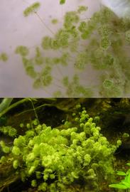   Nitella  sp., submersed, Florida, U.S.; photos: S.L. Winterton 