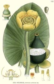   Nuphar lutea ; plate: C.A.M. Lindman "Bilder ur Nordens Flora" (1901-1905) © 1999 Gerhard Keuck 