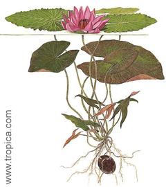   Nymphaea pubescens ; drawing © Tropica 