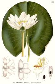   Nymphaea candida ; plate: C.A.M. Lindman "Bilder ur Nordens Flora" (1901-1905) © 1999 Gerhard Keuck 