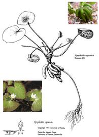   Nymphoides aquatica ; insets: flowers and banana-shaped tubers; drawing © University of Florida/IFAS Center for Aquatic and Invasive Plants, used with permission; inset photo: S.L. Winterton 