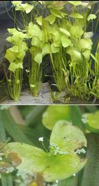   Nymphoides minima  submersed plants (top), floating leaf and flower (bottom); photo © D. Wilson 