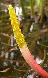   Orontium aquaticum  spadix; photo: S.L. Winterton 