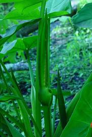   Peltandra virginica  spathe; photo © D. Tenaglia 