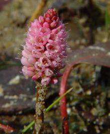   Persicaria amphibia  inflorescence; photo © D. Tenaglia 