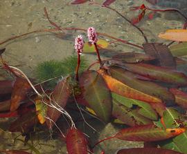   Persicaria amphibia , submersed with emersed inflorescence, North Carolina, U.S.; photo © D. Tenaglia 